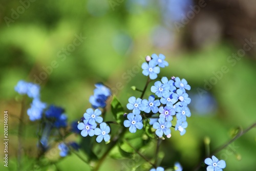 Konstfotografi Pretty blue-eyed Mary flowers in a garden.