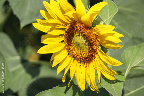 Close up of beautiful blooming yellow sunflower