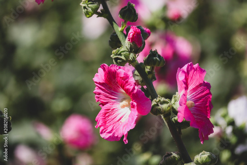 Pink and white flowers of hollyhocks blooming in the garden