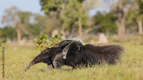 Giant Anteater Mother Carrying Baby on Back Walking Through Pantanal Grassland, Brazil