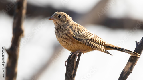 Foto Cretzschmar's bunting (Emberiza caesia) bird perched on a dry tree branch in Cyp