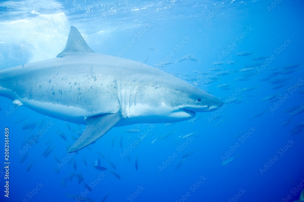 Obraz premium Great white shark in the Pacific Ocean