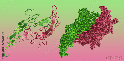 Canvastavla Growth differentiation factor 15, GDF15 dimer molecule
