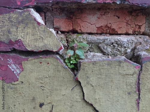Cracked old wall with small plant growing through
