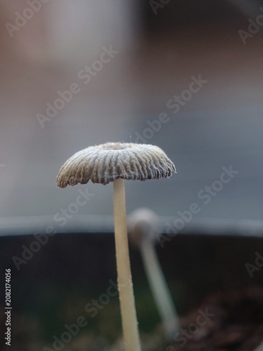 Tiny mushroom close-up with blurred background