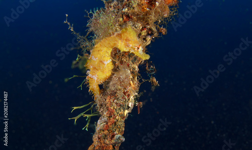 Obraz na plátně The seahorse clings to the rope that is anchored to the sand on the seabed