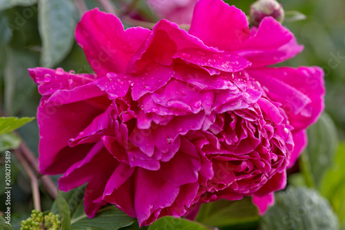 Close up of pink peony flower with water drops