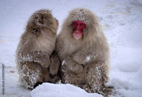 Photography Snow monkeys in the wild during the winter in Japan