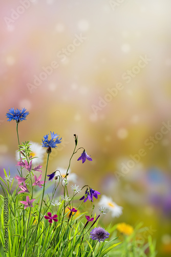 Принти на полотні Summer floral meadow with different wild flowers
