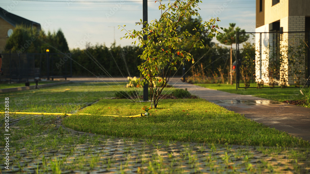 Fototapeta premium Lawn sprinkler watering green grass and small tree in a modern backyard garden with a paved pathway at sunset