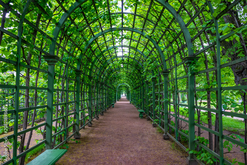 Summer garden tree foliage and metal ached tunnel covered with green climbing plants. Summer Garden place in St Petersburg, Russia