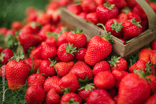Konstfotografi Close-up of an abundant garden harvest with strawberries scattered on a lawn around a rustic punnet with a handle