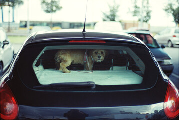 Dog Behind Rear Window