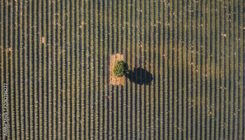Aerial view of Valensole Lavender field with a single tree standing in the center of perfectly aligned rows of purple lavender in Valensole, Provence-Alpes-Cote d'Azur, France.
