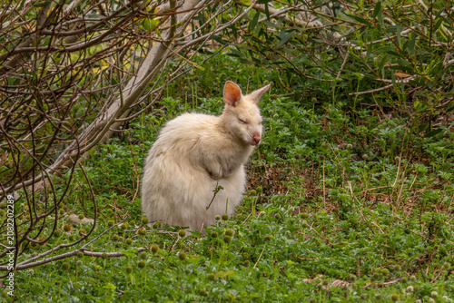 Rare White Wallaby on Bruny Island, Tasmania, Australia