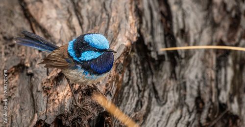 Male Splendid Fairy Wren bird in Tasmania, Australia