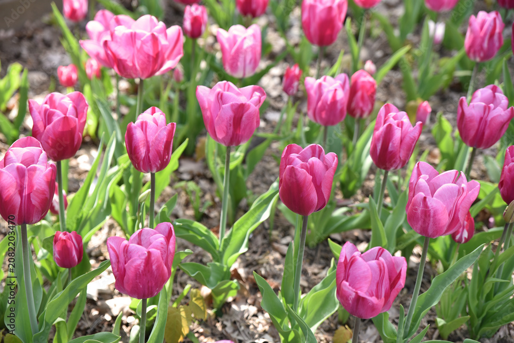 Ταπετσαρία Tulipes roses au printemps