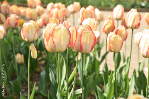 Foto Tulipes roses au printemps