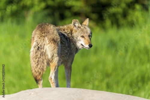 A coyote turns and looks over its shoulder while standing on a rock, Coyote, coyote (Canis latrans), France