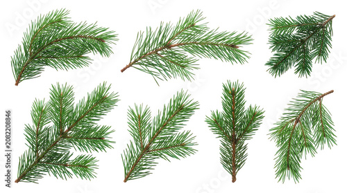 Set of green pine tree branches and needles isolated on transparent background