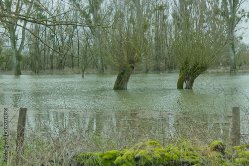 Überschwemmte Flusslandschaft mit alten Kopfweiden im Hochwasser unter trübem Himmel im Vorfrühling