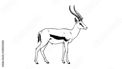 Sable antelope standing still looking right side  wild african mammal