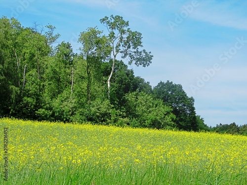 petersdorf, deutschland - frühlingswiese mit gelben blüten 