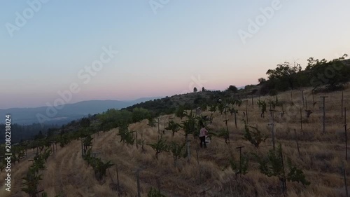 Serene Vineyard Under Clear Skies