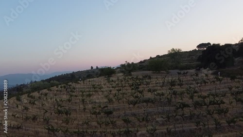 Serene Vineyard Under Clear Skies