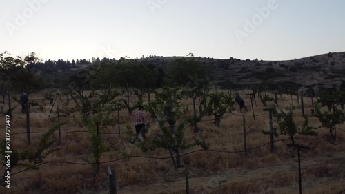 Serene Vineyard Under Clear Skies