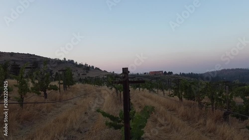 Serene Vineyard Under Clear Skies