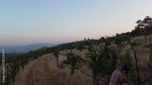 Serene Vineyard Under Clear Skies