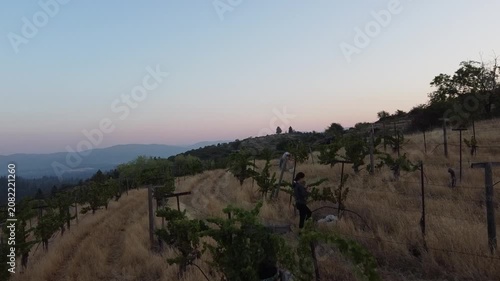 Serene Vineyard Under Clear Skies