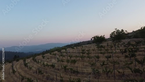Serene Vineyard Under Clear Skies