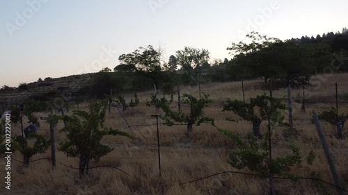 Serene Vineyard Under Clear Skies