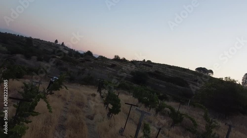 Serene Vineyard Under Clear Skies