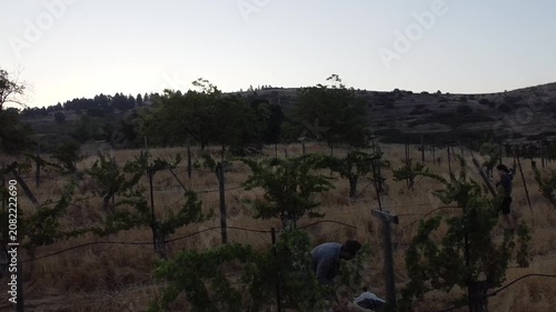 Serene Vineyard Under Clear Skies