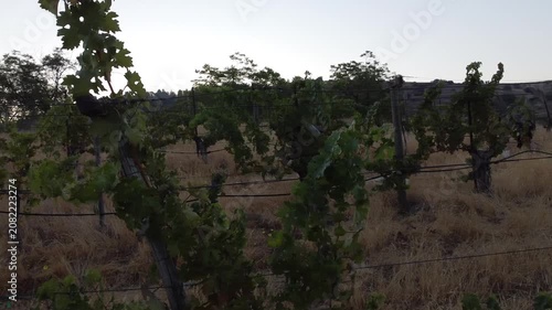 Serene Vineyard Under Clear Skies