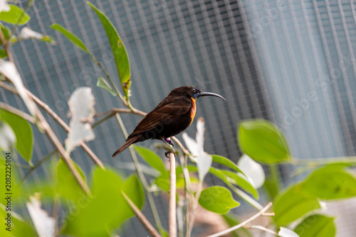 Foto Captive sunbird perched on an aviary branch