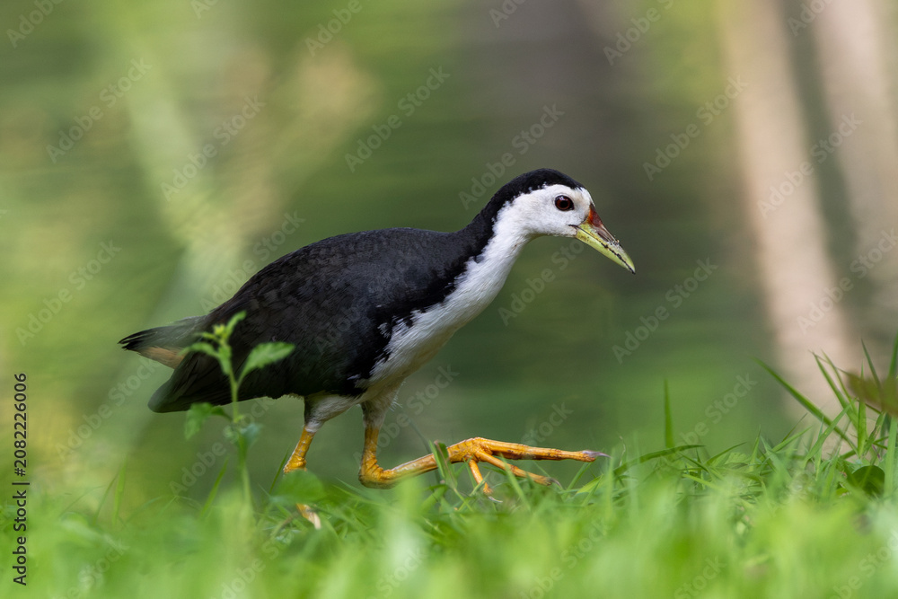 Obraz premium White-breasted Waterhen walking across grass