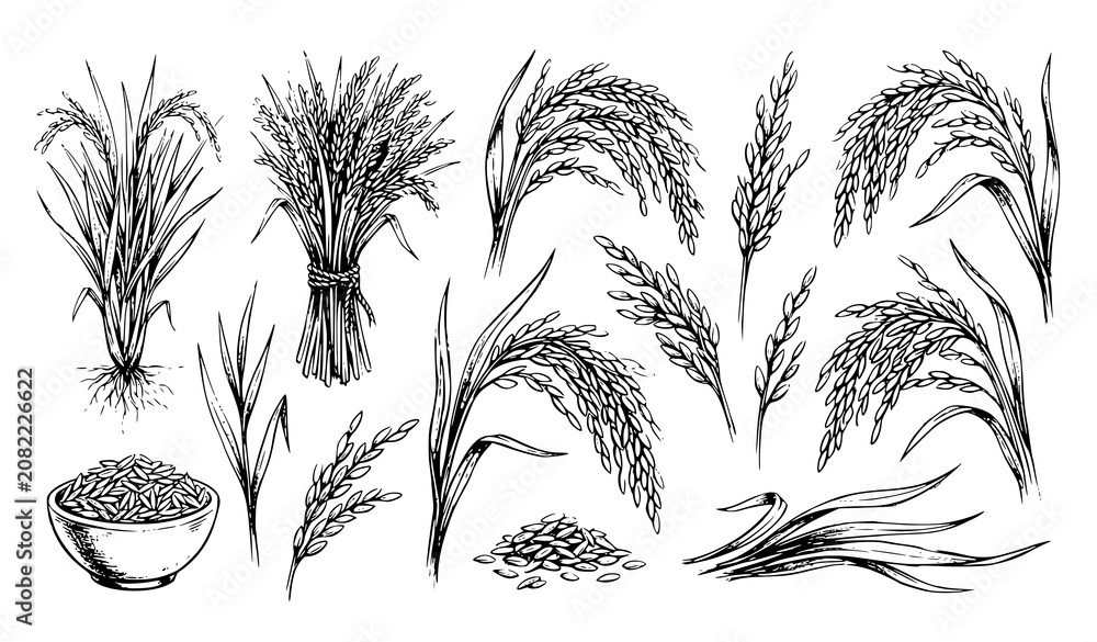 Obraz premium Hand Drawn Rice Wheat Grain and Cereal Crop Sketch Collection with Agricultural Botanical Illustrations