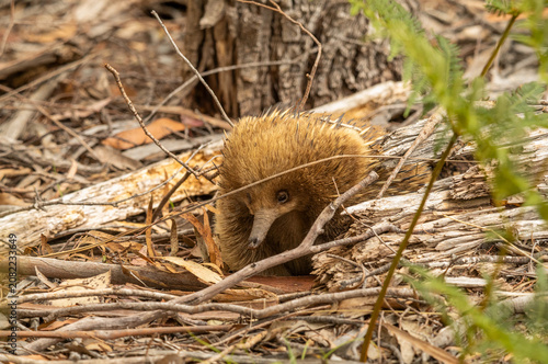 An Echidna on the ground walking towards the camera in Tasmania, Australia