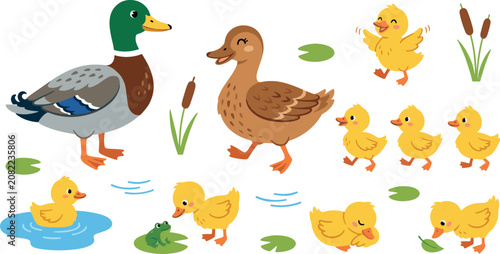 Cute cartoon duck family vector illustration set with mallard drake female duckling characters swimming on pond with lily pads elements