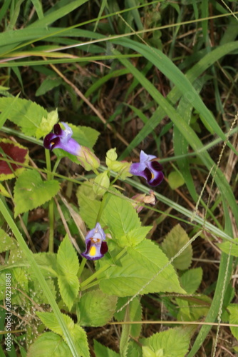 Konstfotografi Purple torenia flowers blooming in grass with wishbone botanical blooming wildfl