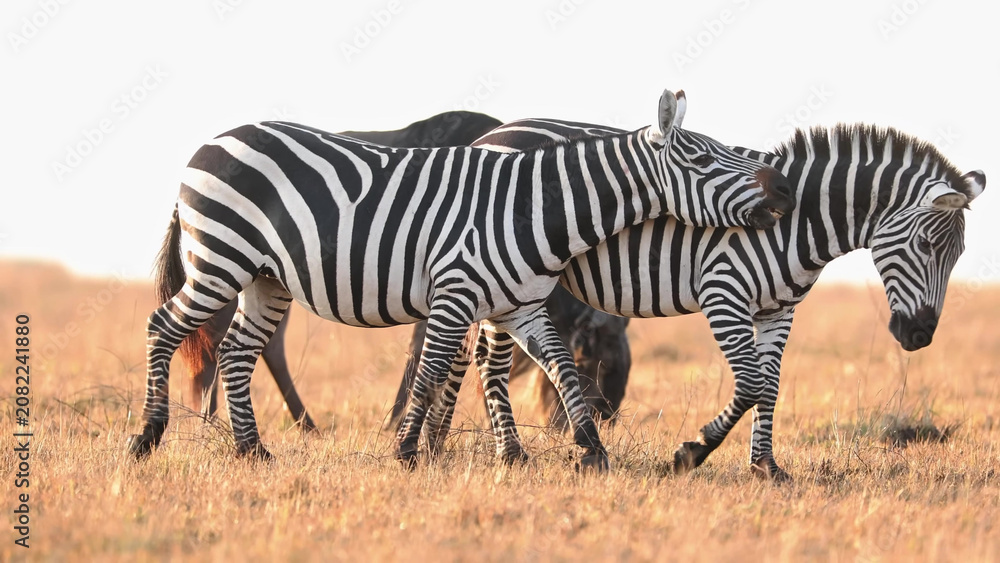 Fototapeta premium Plains Zebras Walking Together on Golden Savanna Grassland, Masai Mara, Kenya