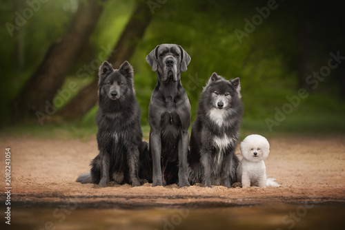 An American Blue Bay Shepherd, Great Dane, Grey Wolfdog, and Bichon Frise sit side by side on sandy ground. They are posed calmly in front of green trees and brown tree trunks during the day