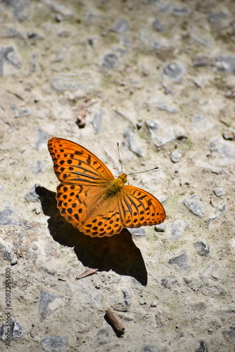 silver-washed Fritillary in the Light