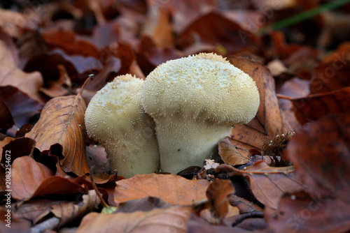 Tableau sur toile Flaschen-Stäubling (Lycoperdon perlatum, syn