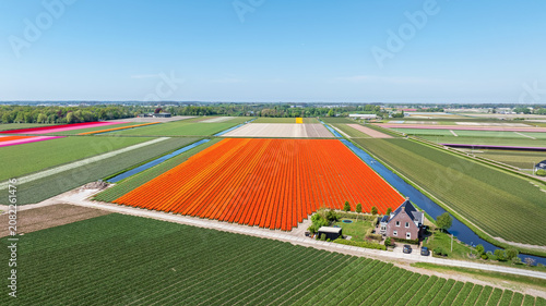 Aerial view of vibrant orange tulip fields in bloom, surrounded by irrigation canals and green agricultural land in Lisse, South Holland, Netherlands.