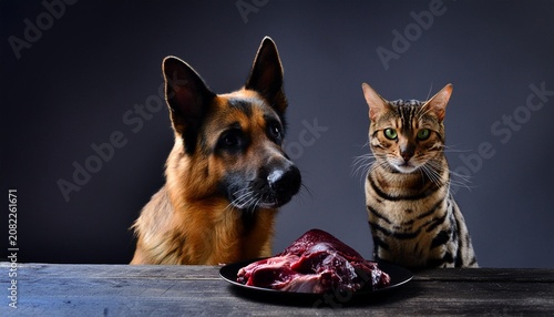 German shepherd and bengal cat with raw meat